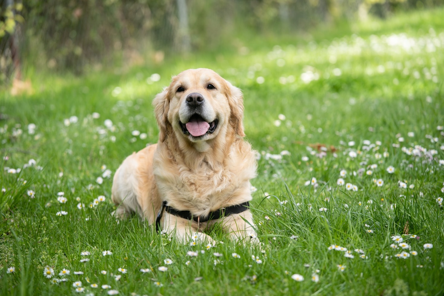 How to Choose the Best Pet Resort for Your Dog