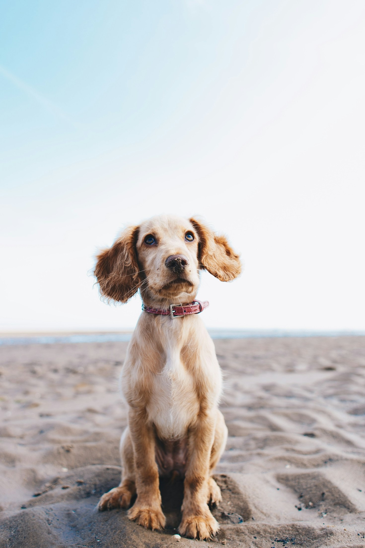 A Day in the Life at Luxury Acres Pet Resort