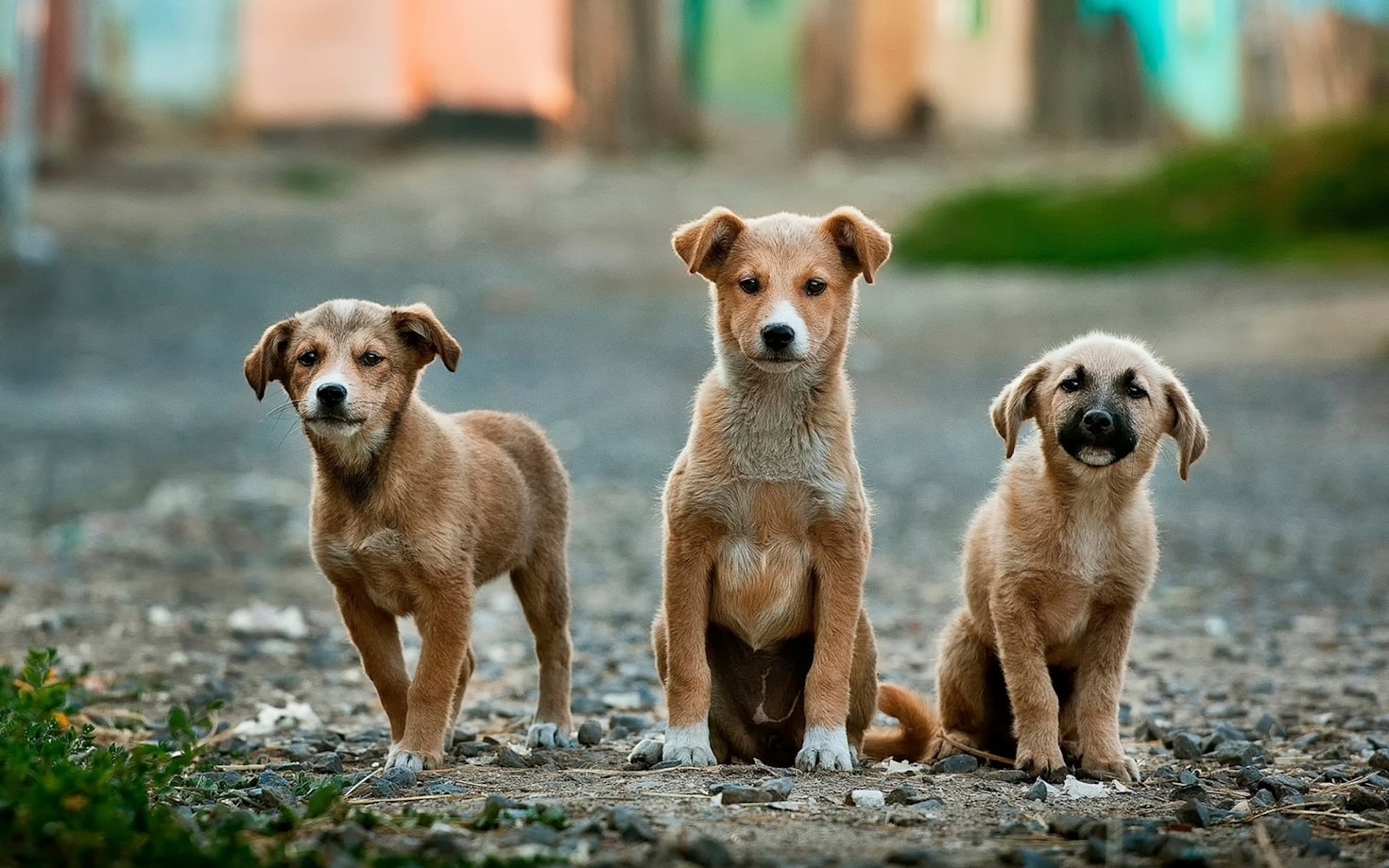 Safety Measures That Ensure Your Dog’s Security