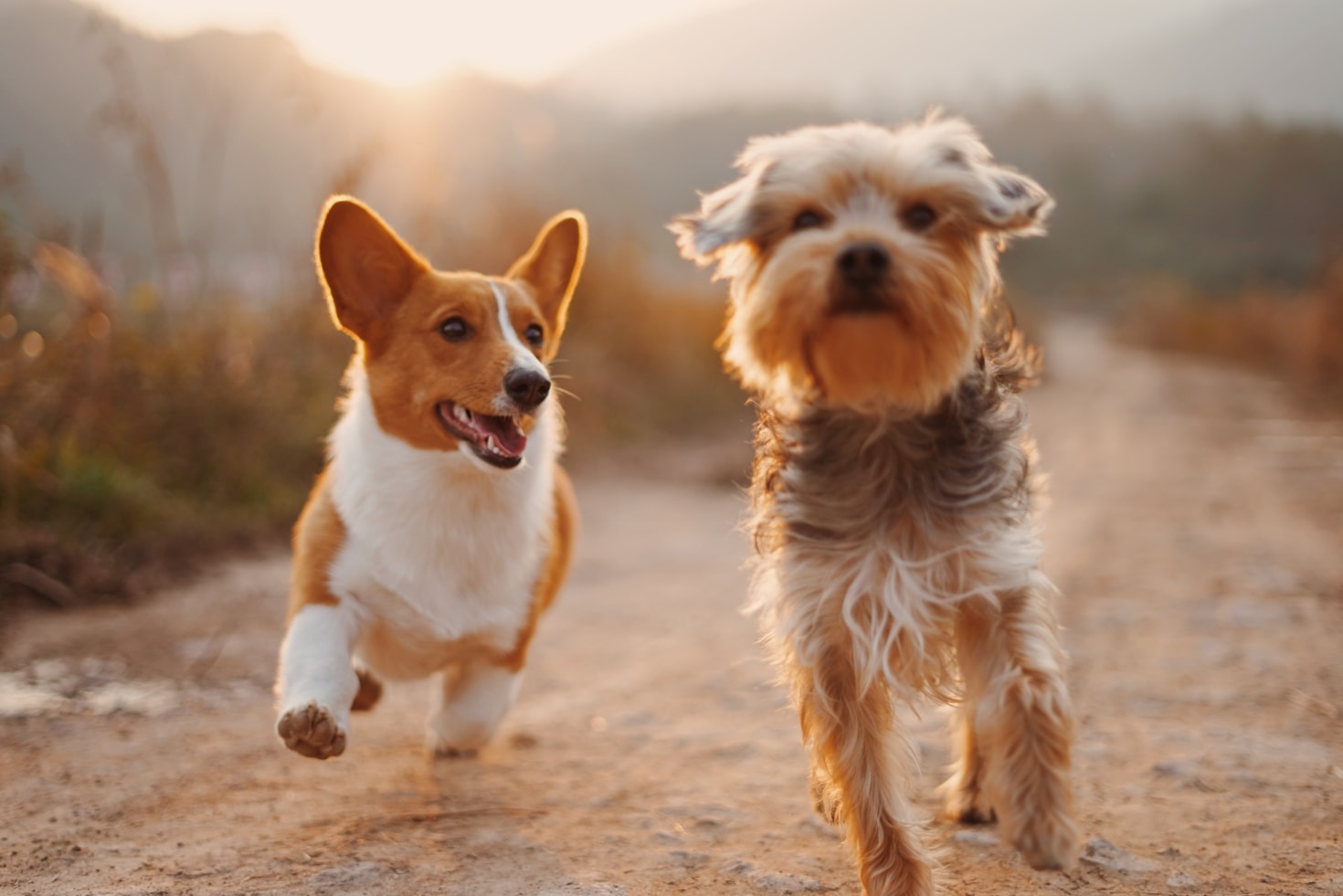 Transforming Dogs Through Expert Training Techniques