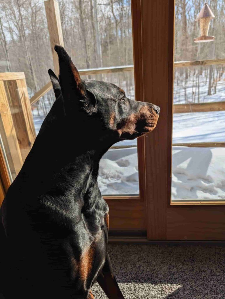 European Doberman looking out of a window at snow