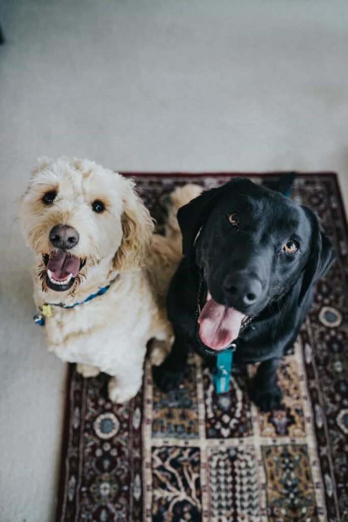Photograph of two dogs, one on the left is a golden doodle, and the one on the right is a Black Lab. Both sitting and looking up appearing ready to be trained