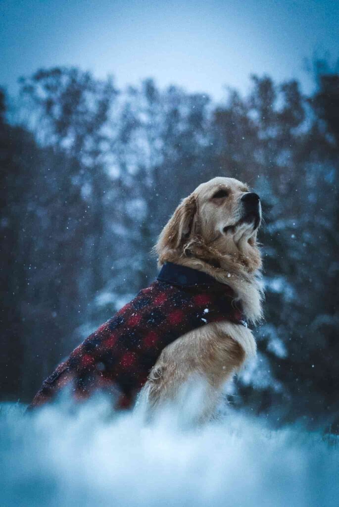 Photograph of a golden retriever in the middle of winter with snow flakes in the photo and the dog wearing a plaid jacket.