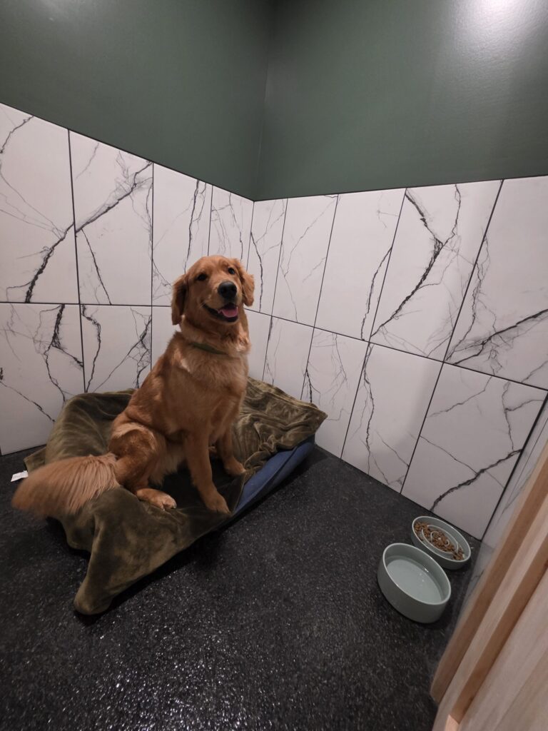 Sage, a golden retriever, comfortable and happy on her dog bed in our luxury suites!